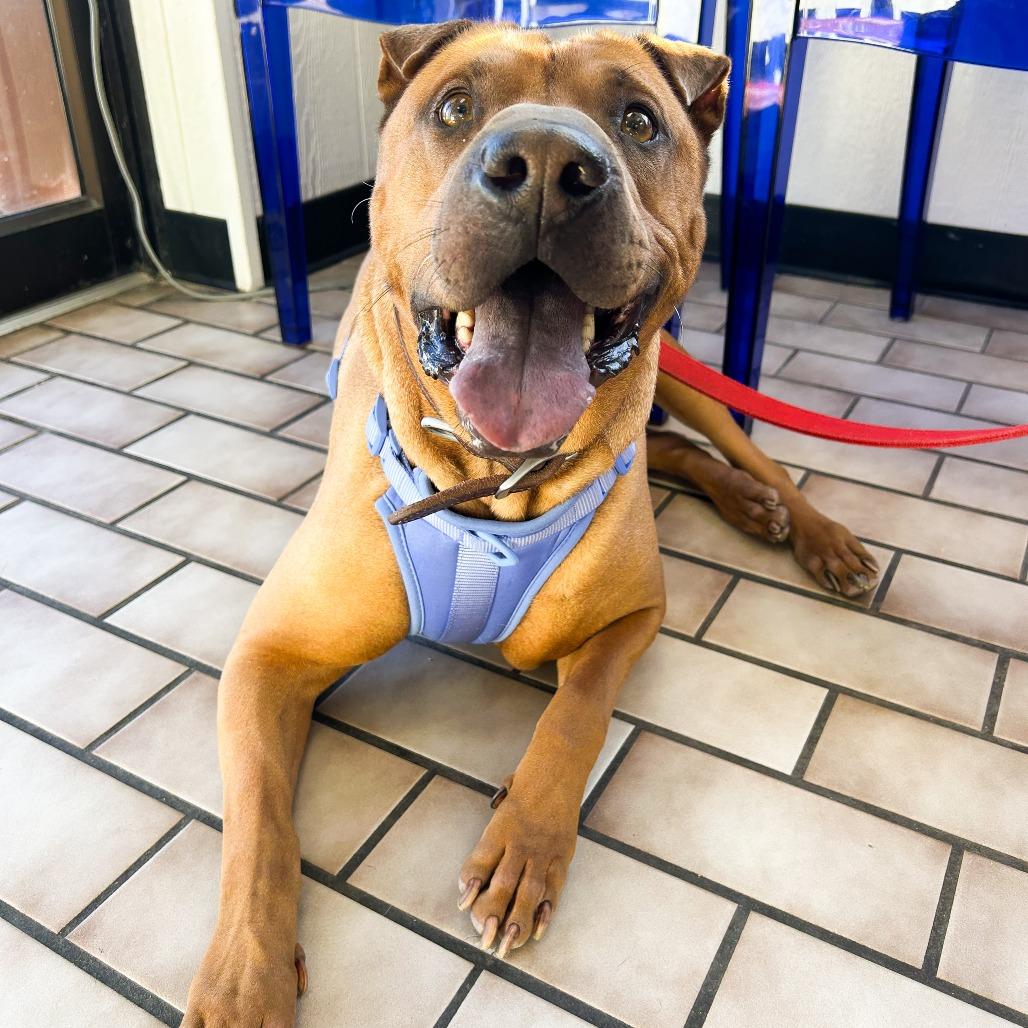 Enlarge Nixon, a Adoptable Shar-Pei in Tulsa, OK image 4/5