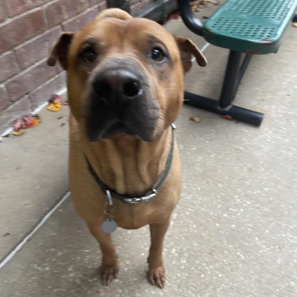 Enlarge Nixon, a Adoptable Shar-Pei in Tulsa, OK image 4/5