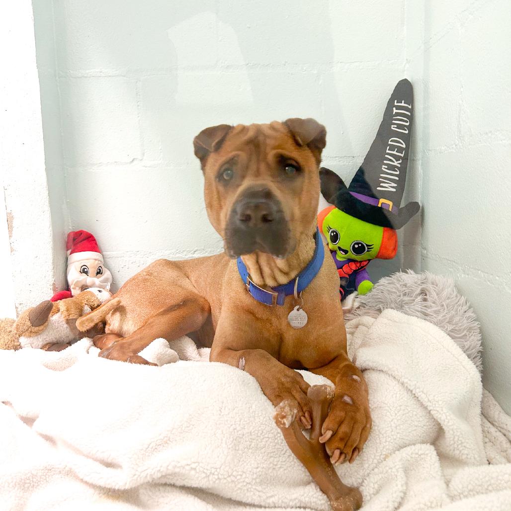 Enlarge Nixon, a Adoptable Shar-Pei in Tulsa, OK image 5/5