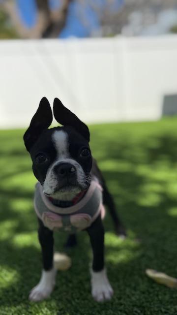 Enlarge Bynx / Redington Beach, a ADOPTABLE Boston Terrier in Redington Beach, FL image 4/6