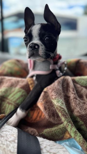 Enlarge Bynx / Redington Beach, a ADOPTABLE Boston Terrier in Redington Beach, FL image 6/6