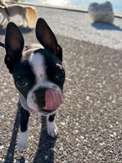 Enlarge Bynx / Redington Beach, a ADOPTABLE Boston Terrier in Redington Beach, FL image 3/6