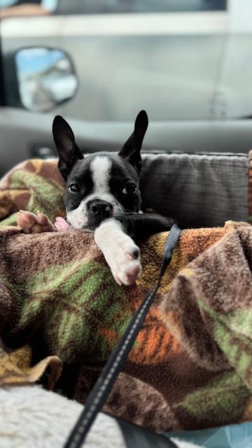 Enlarge Bynx / Redington Beach, a ADOPTABLE Boston Terrier in Redington Beach, FL image 5/6