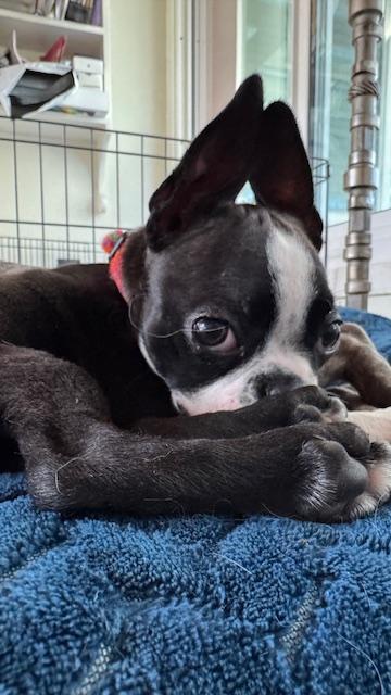 Enlarge Bynx / Redington Beach, a ADOPTABLE Boston Terrier in Redington Beach, FL image 2/6