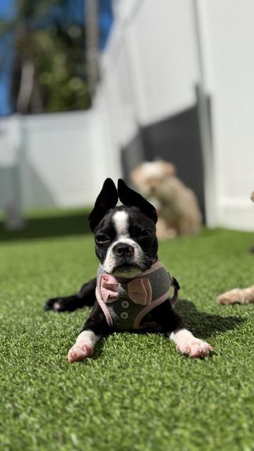 Bynx / Redington Beach, ADOPTABLE, Puppy Female Boston Terrier.
