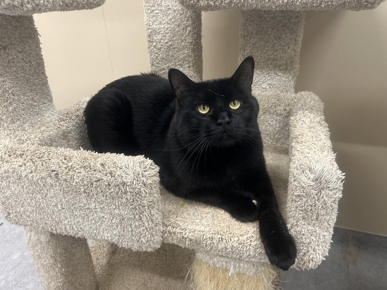 Brutus, Adoptable, Adult Male Domestic Short Hair.
