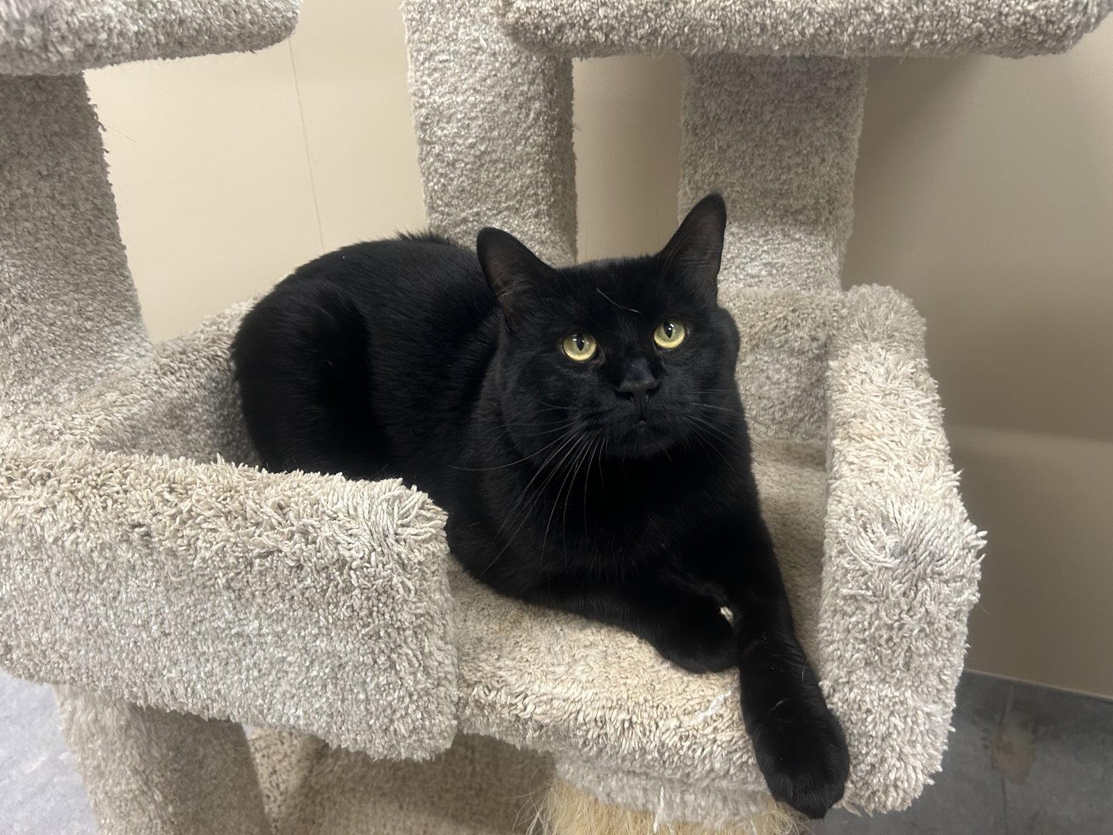 Brutus, a Adoptable Domestic Short Hair in Arlington, VT image 2/2