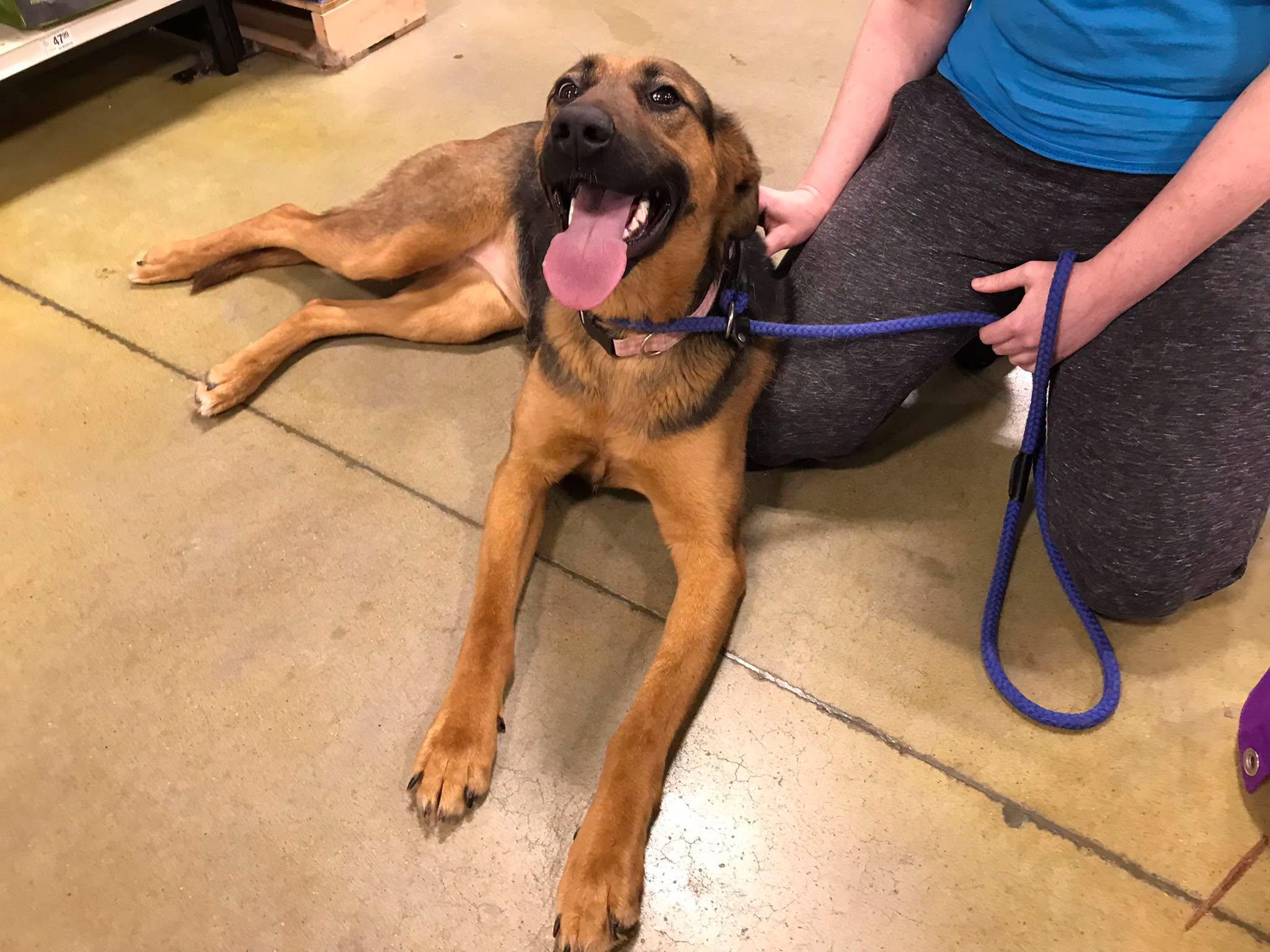Enlarge Rosie, a ADOPTABLE mixed breed in Olive Branch, MS image 1/5