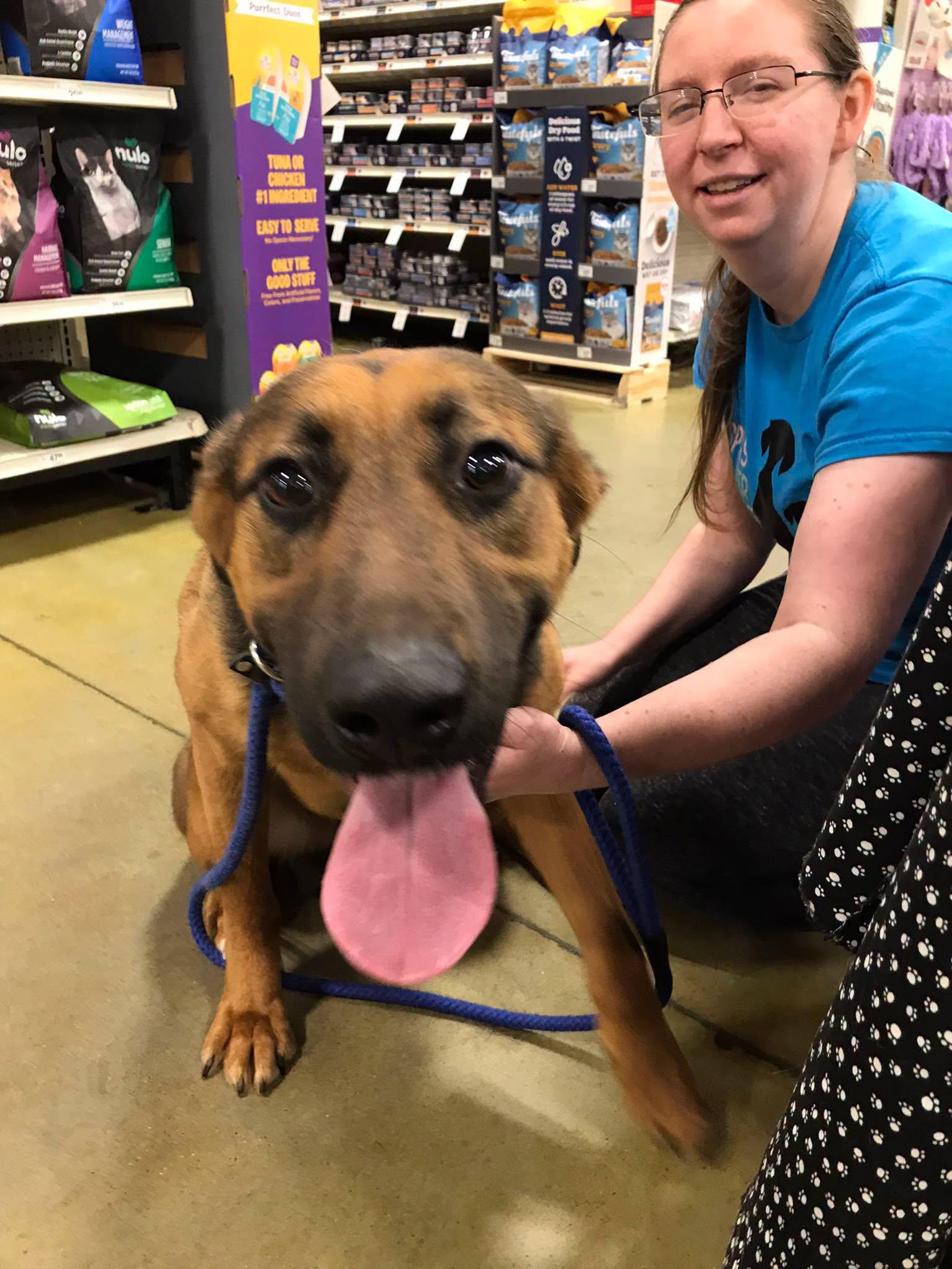 Enlarge Rosie, a ADOPTABLE mixed breed in Olive Branch, MS image 2/5
