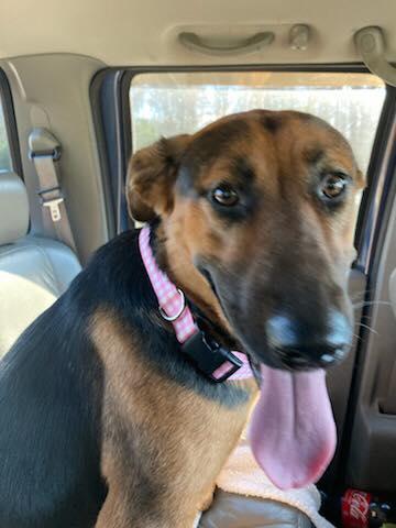 Enlarge Rosie, a ADOPTABLE mixed breed in Olive Branch, MS image 3/5