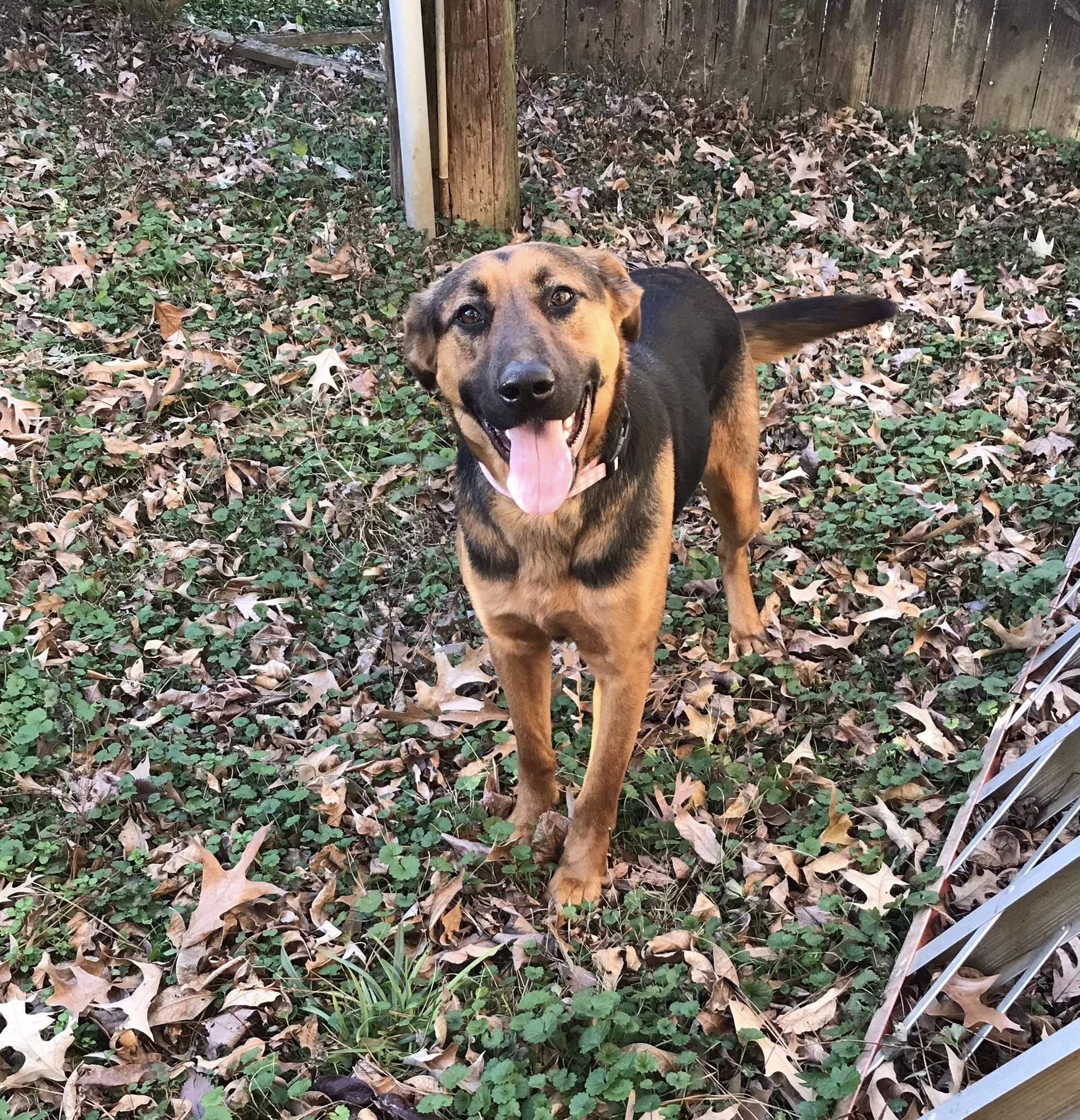 Enlarge Rosie, a ADOPTABLE mixed breed in Olive Branch, MS image 5/5