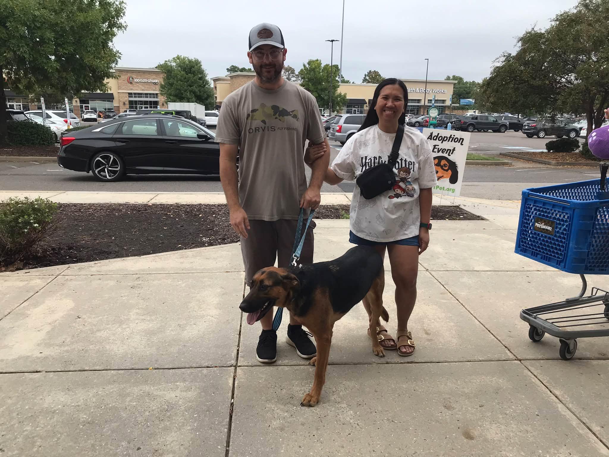 Rosie-ADOPTED, Adopted, Adult Female German Shepherd Dog & Doberman Pinscher.