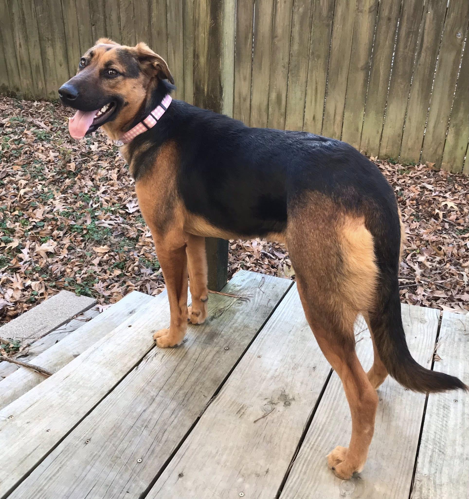Enlarge Rosie, a ADOPTABLE mixed breed in Olive Branch, MS image 4/5