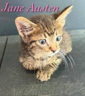 Jane Austen, Adoptable, Kitten Female Tabby.