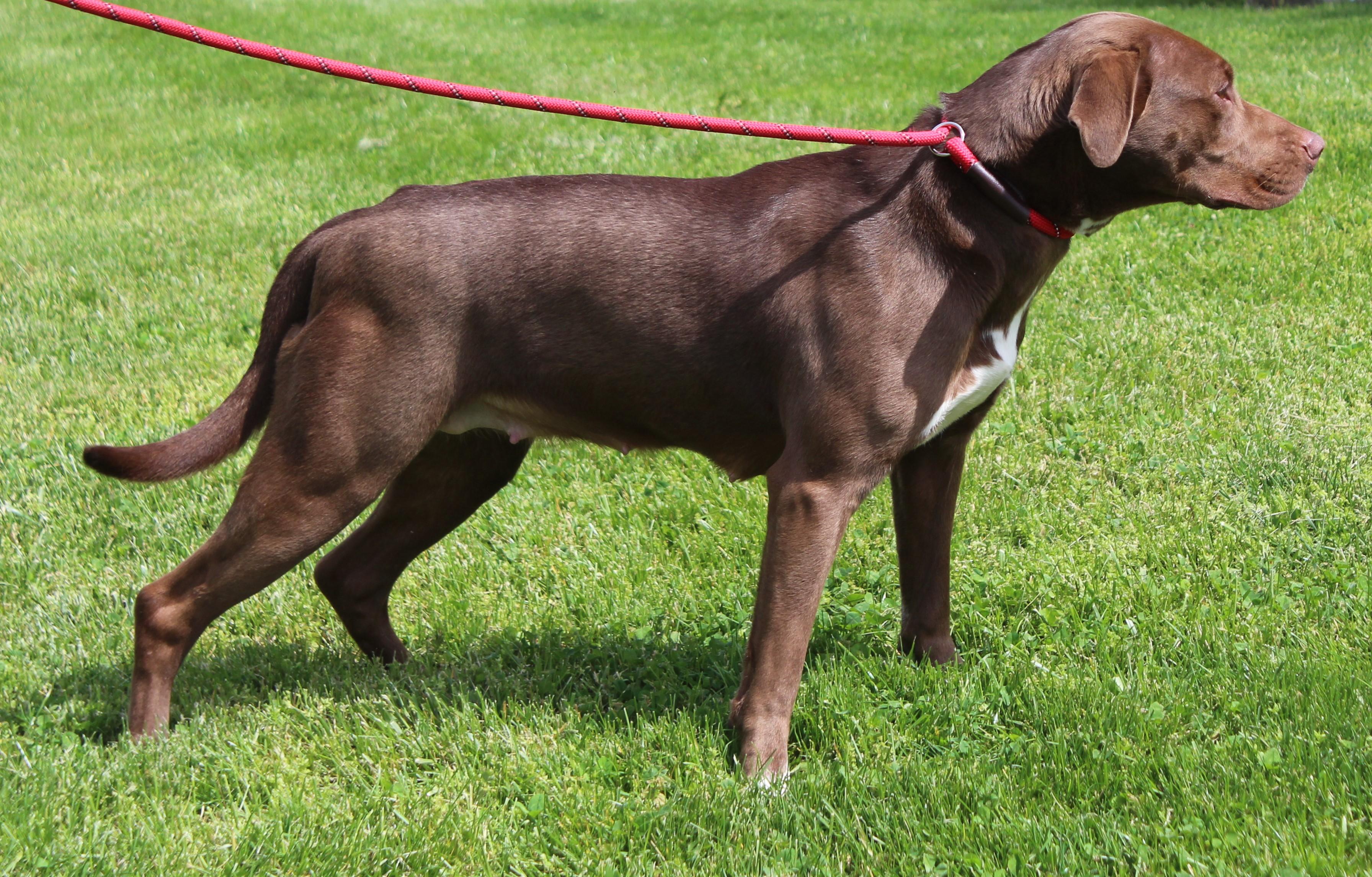 Enlarge Ruby (11847), a ADOPTABLE mixed breed in Heath, OH image 2/2