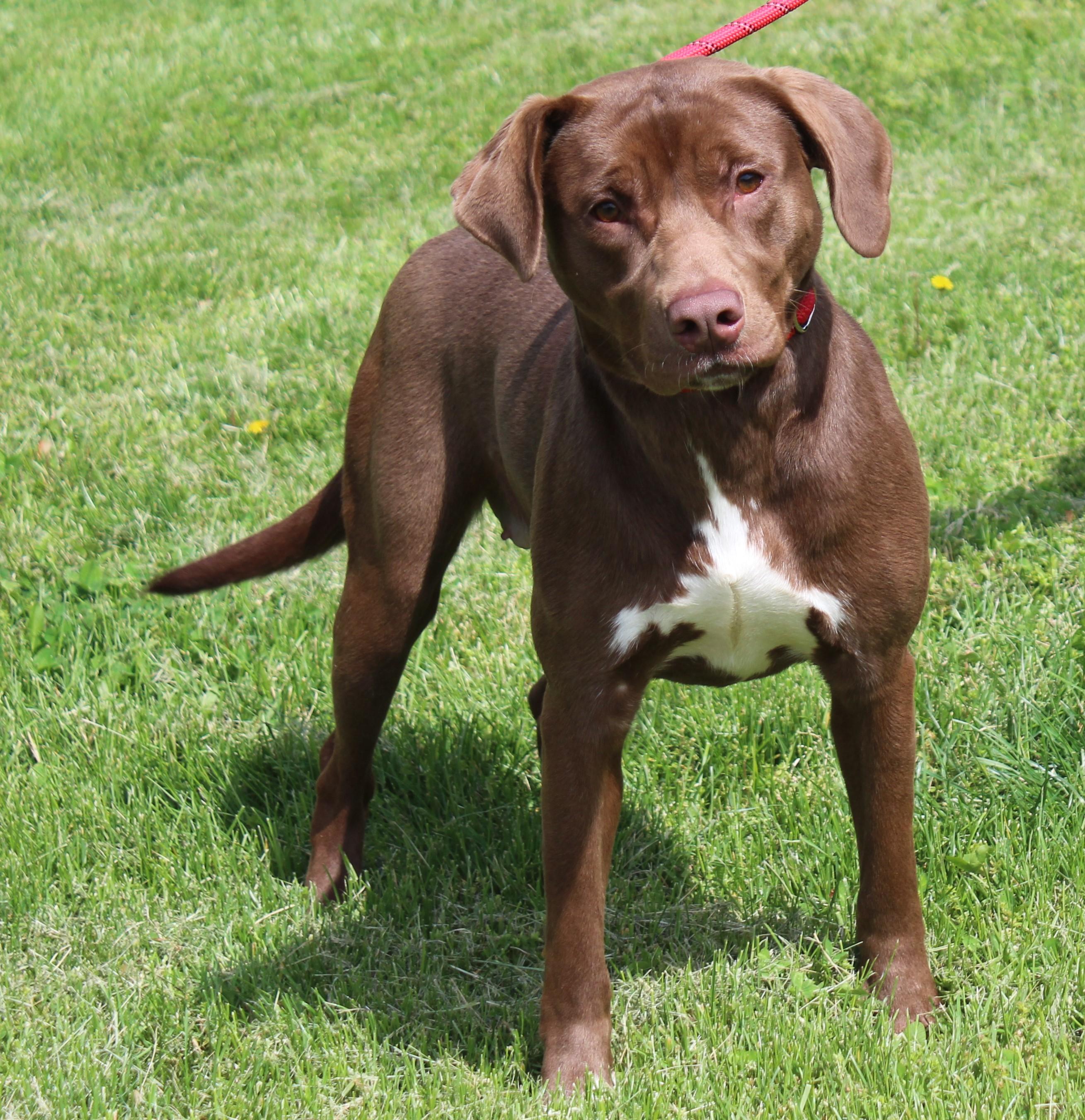 Ruby (11847), ADOPTABLE, Adult Female Labrador Retriever & Pit Bull Terrier.