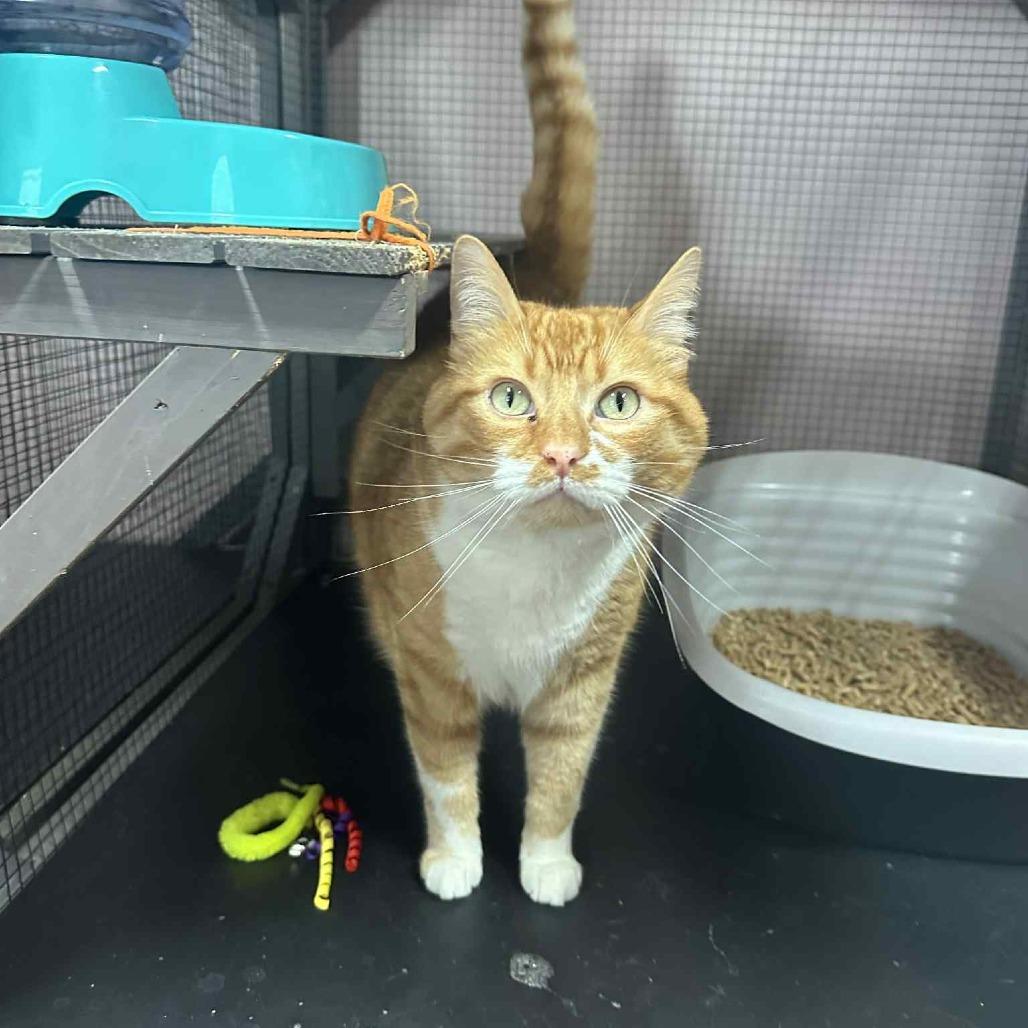 Enlarge Sunday, a Adoptable Domestic Short Hair in Starkville, MS image 1/2