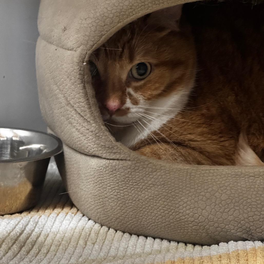 Enlarge Sunday, a Adoptable Domestic Short Hair in Starkville, MS image 2/2