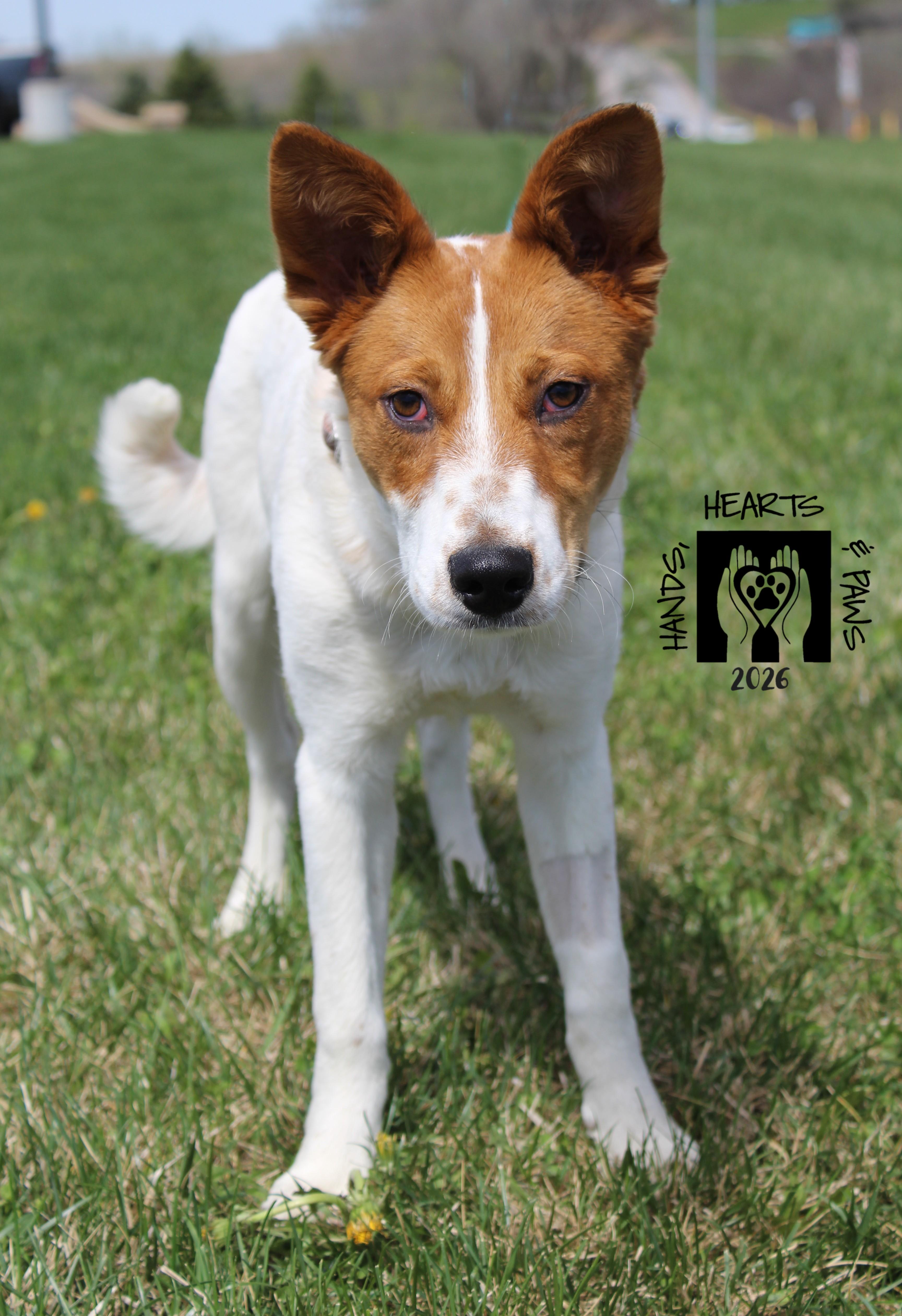 Enlarge Glizzy, a ADOPTABLE mixed breed in Omaha, NE image 4/5