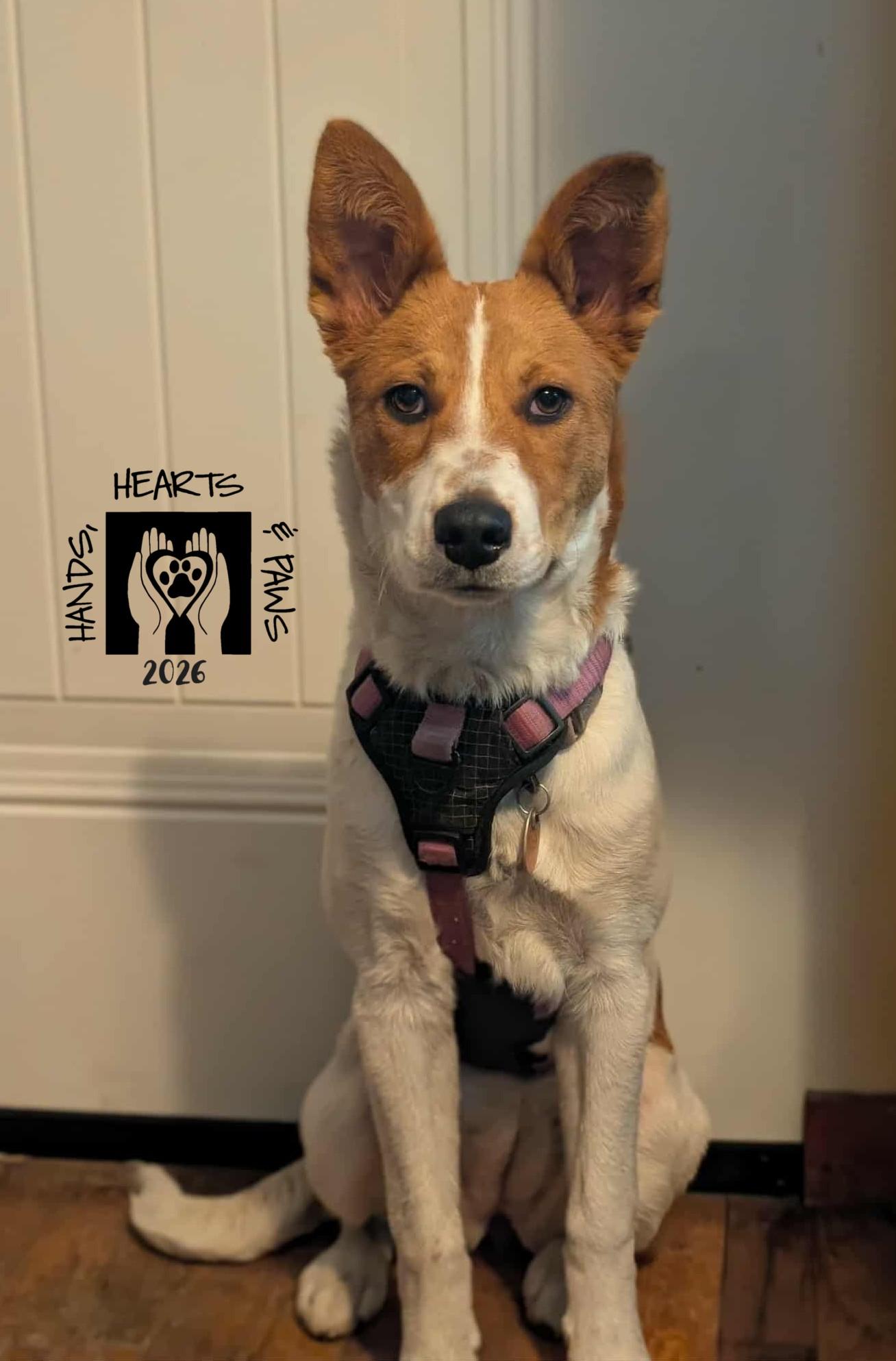 Enlarge Glizzy, a ADOPTABLE mixed breed in Omaha, NE image 3/5