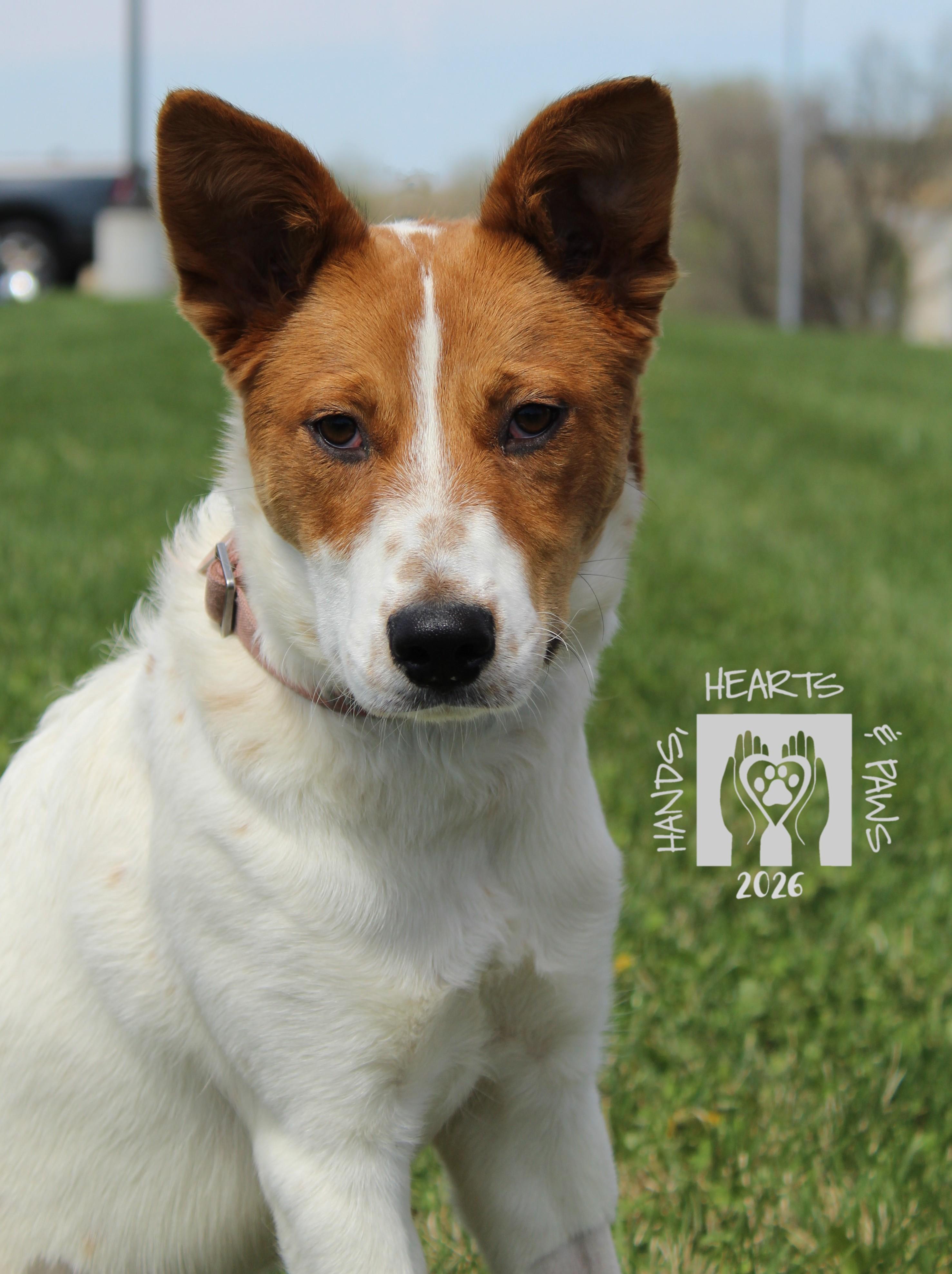 Enlarge Glizzy, a ADOPTABLE mixed breed in Omaha, NE image 5/5