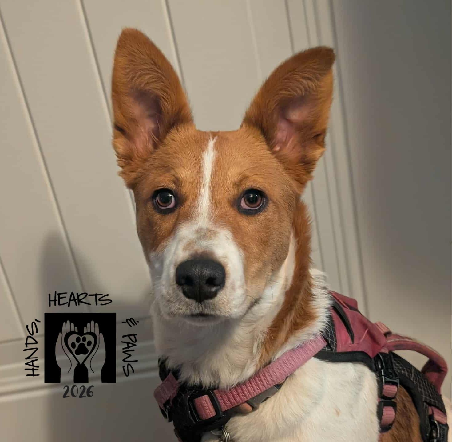 Enlarge Glizzy, a ADOPTABLE mixed breed in Omaha, NE image 2/5