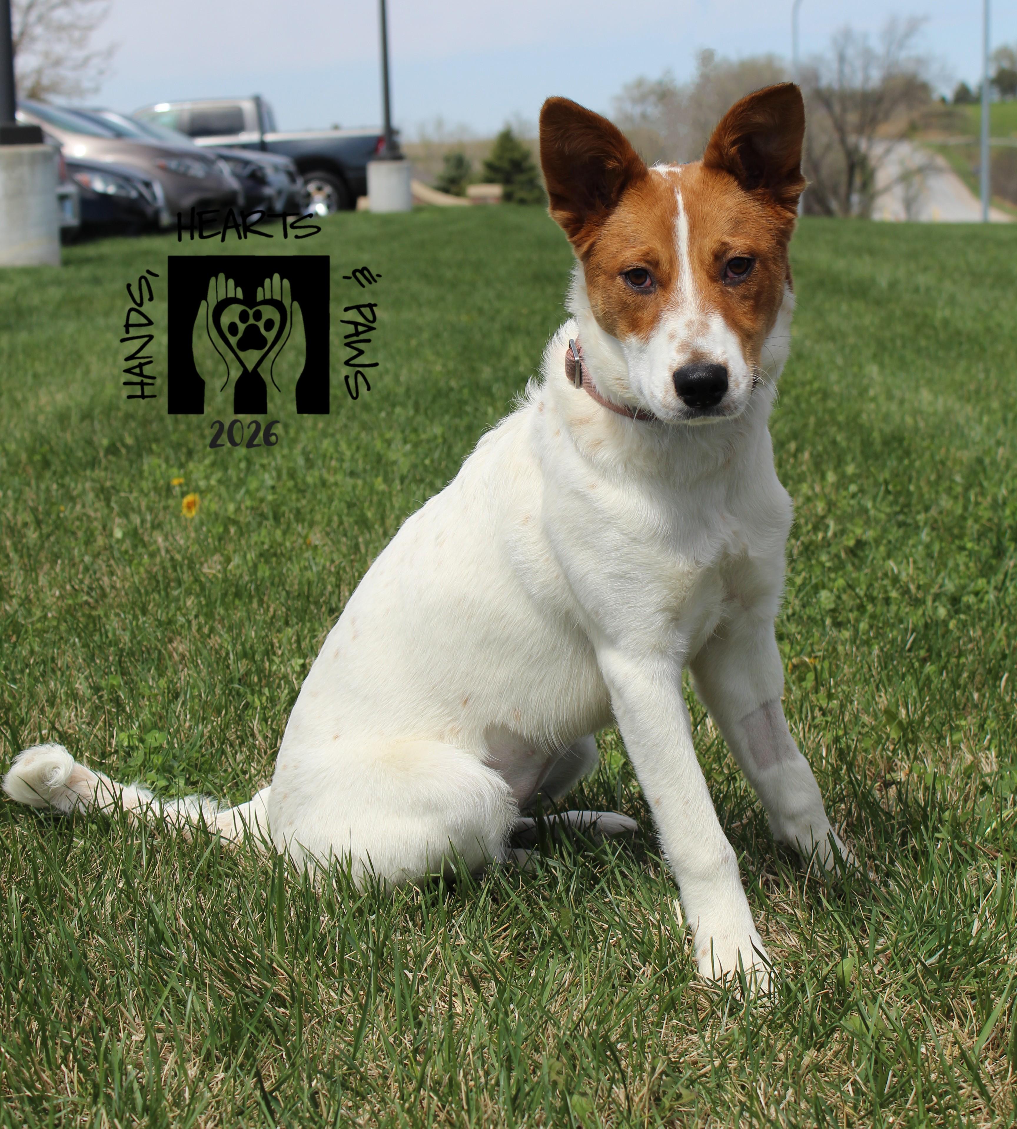 Enlarge Glizzy, a ADOPTABLE mixed breed in Omaha, NE image 1/5