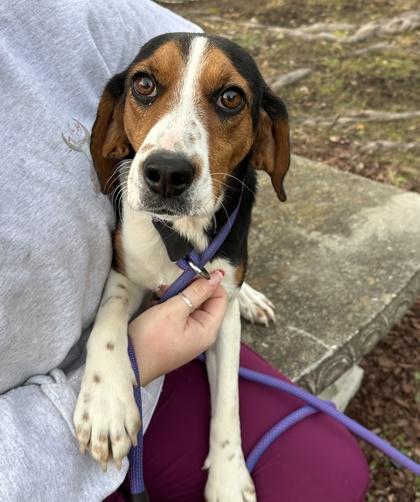 Eve, Adoptable, Adult Female Beagle & Mixed Breed.