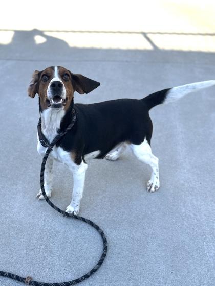 Enlarge Eve, a Adoptable mixed breed in King William, VA image 2/2