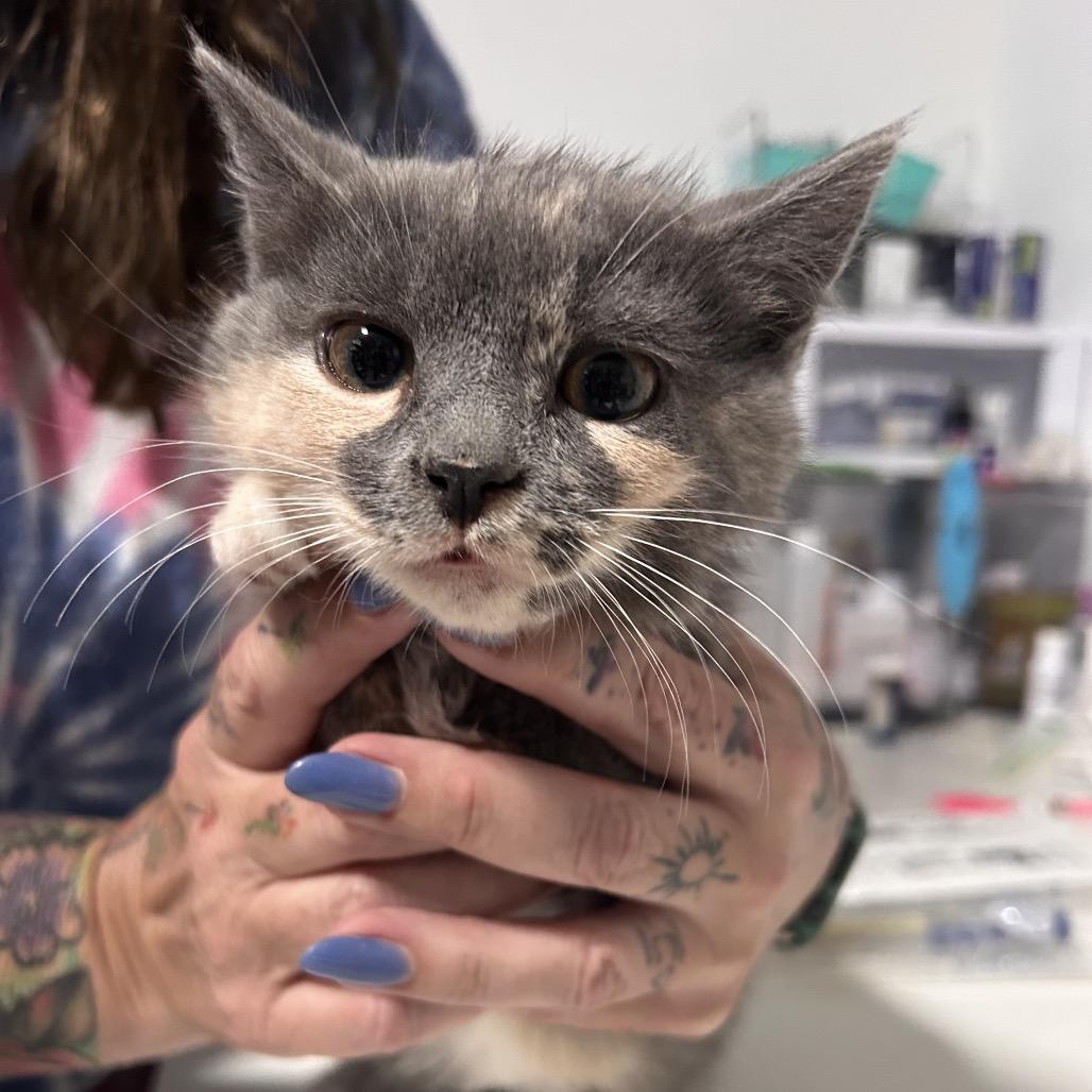 Cheeks, Adoptable, Kitten Female Domestic Medium Hair.