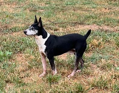 Screech +, Adoptable, Adult Male Terrier.