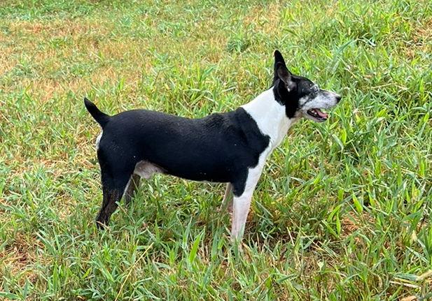 Screech +, a Adoptable Terrier in Columbia, TN image 2/3