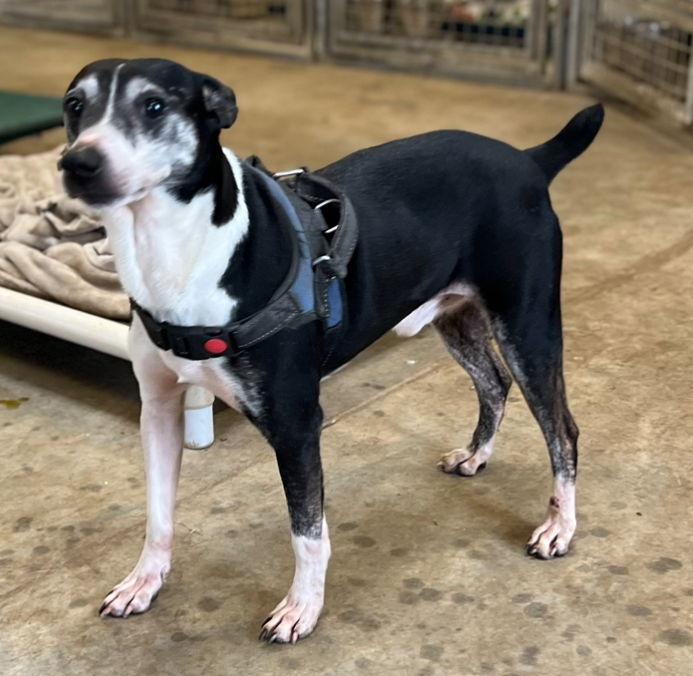 Screech +, a Adoptable Terrier in Columbia, TN image 3/3