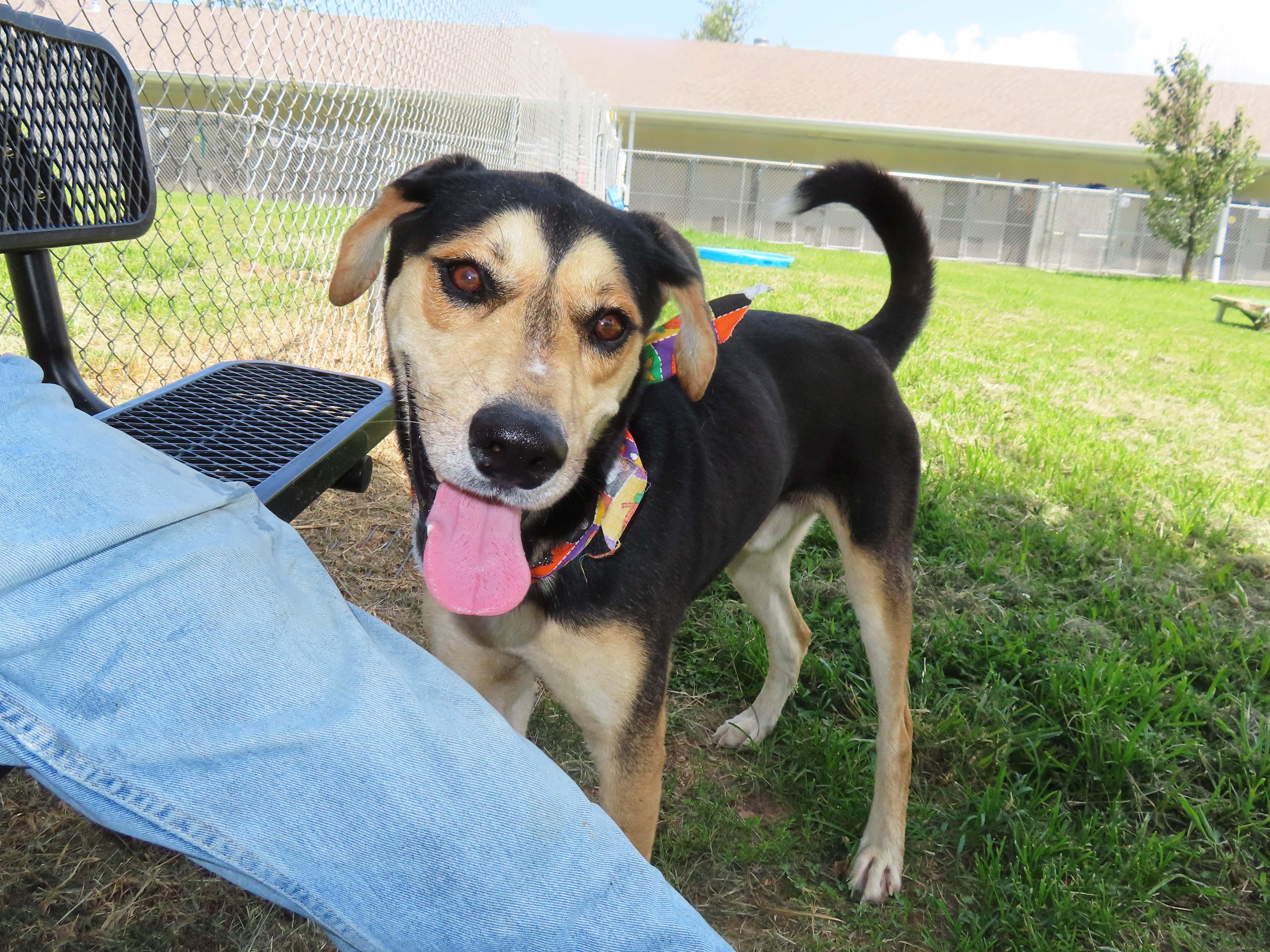 Leroy 25C-179, Adoptable, Young Male Black and Tan Coonhound & Labrador Retriever.