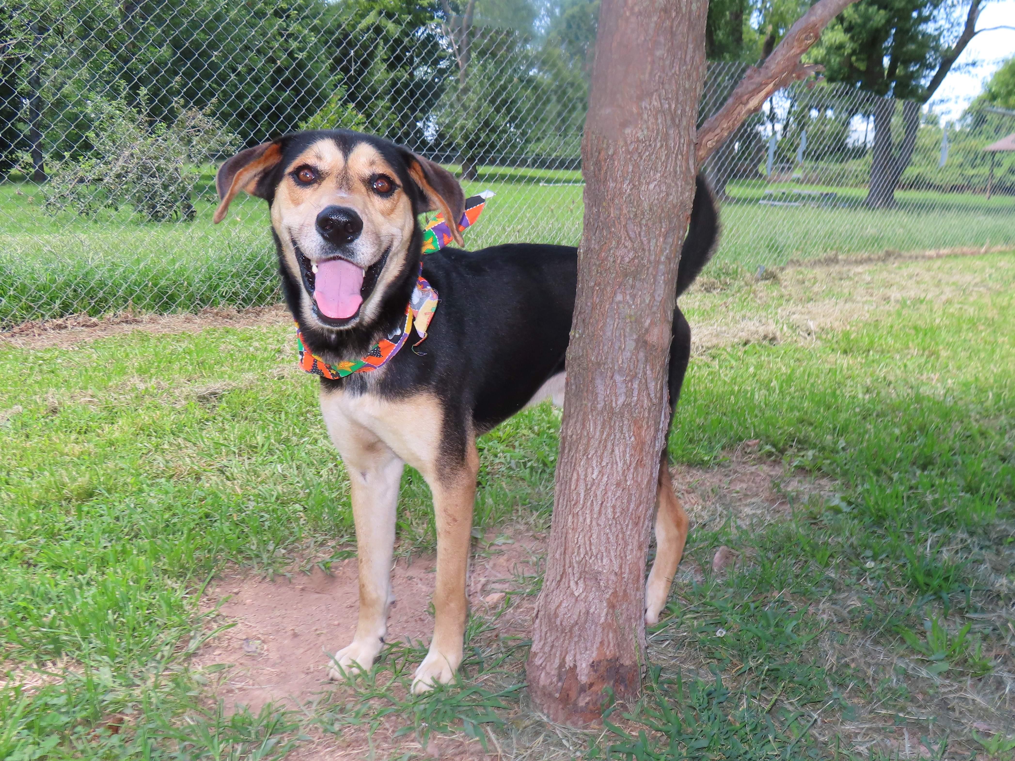 Leroy 25C-179, a Adoptable mixed breed in Rogers, AR image 2/5
