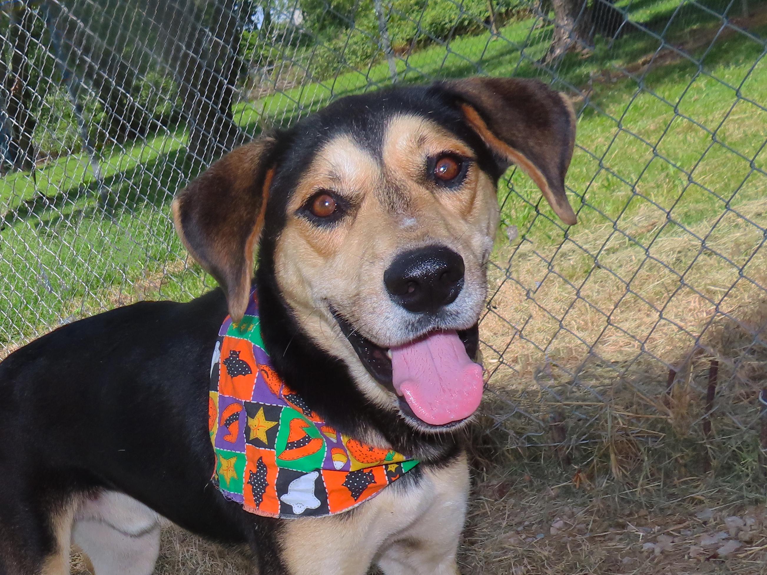 Leroy 25C-179, a Adoptable mixed breed in Rogers, AR image 3/5