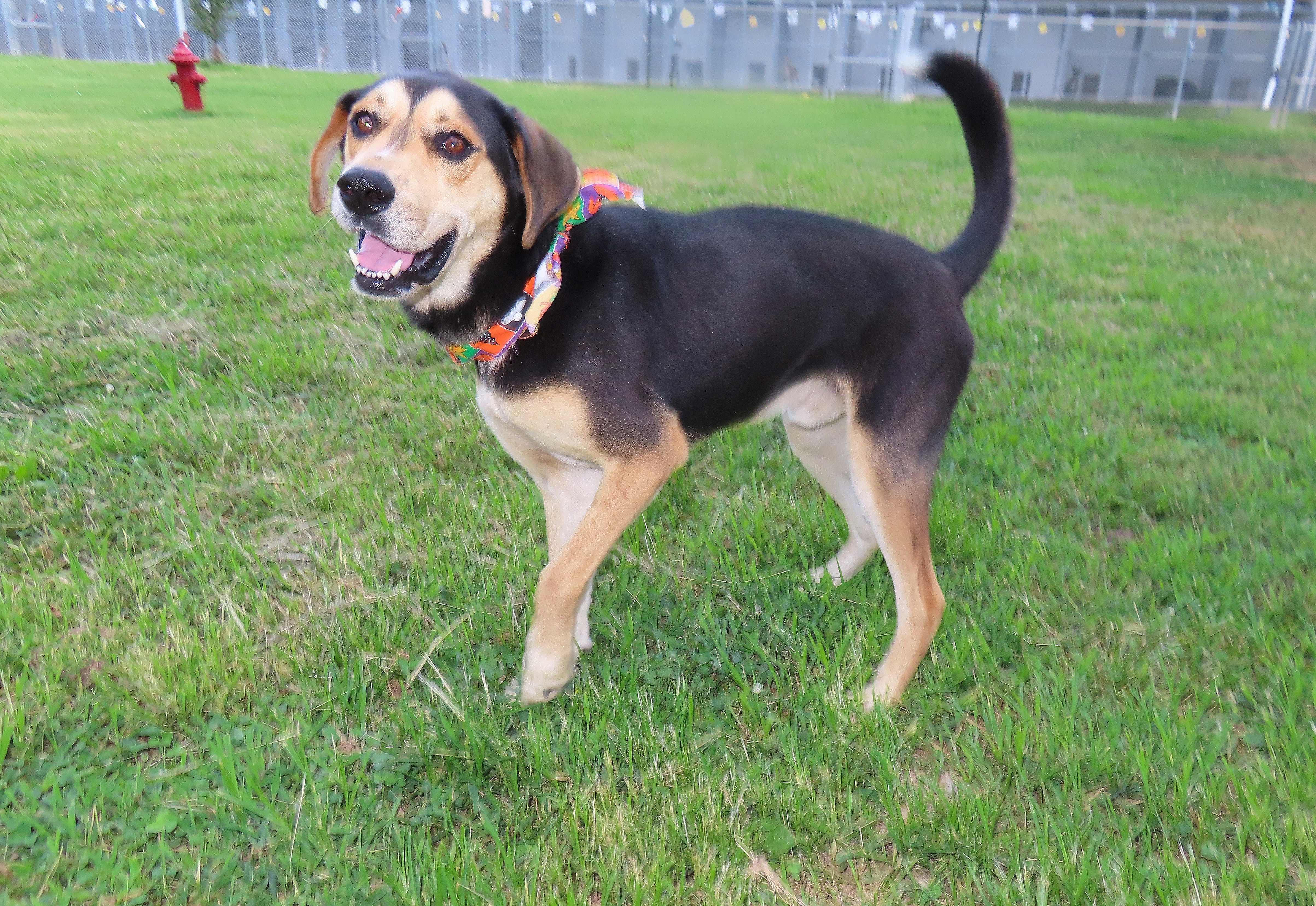 Leroy 25C-179, a Adoptable mixed breed in Rogers, AR image 4/5