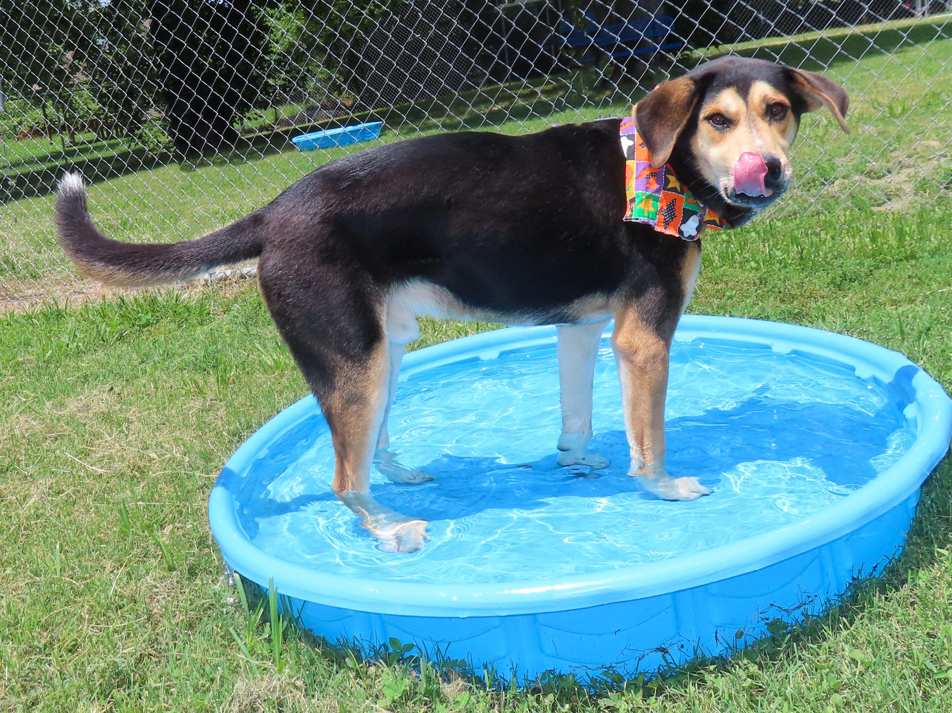 Leroy 25C-179, a Adoptable mixed breed in Rogers, AR image 5/5