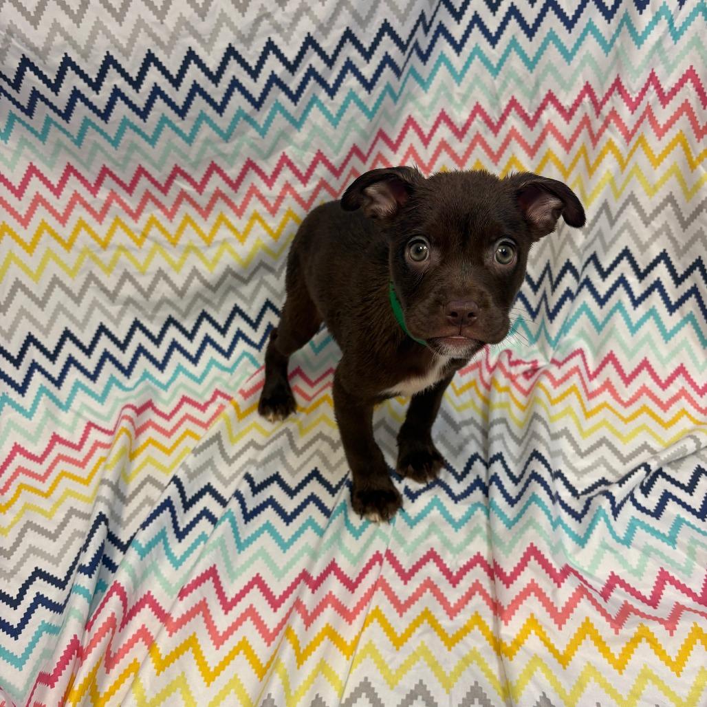 Pongo, Adoptable, Puppy Male Pit Bull Terrier & Mixed Breed.