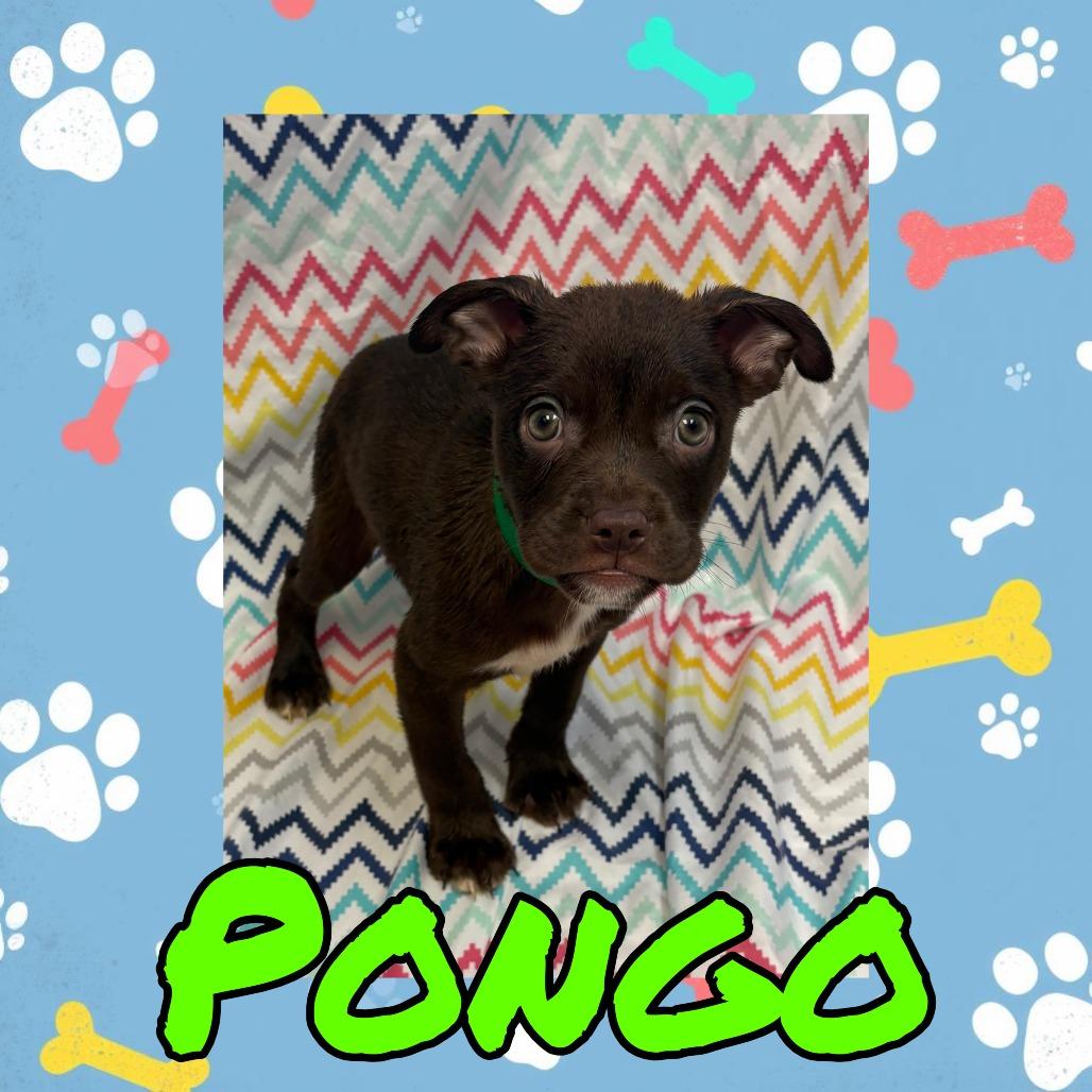 Enlarge Pongo, a Adoptable mixed breed in Royse City, TX image 2/2