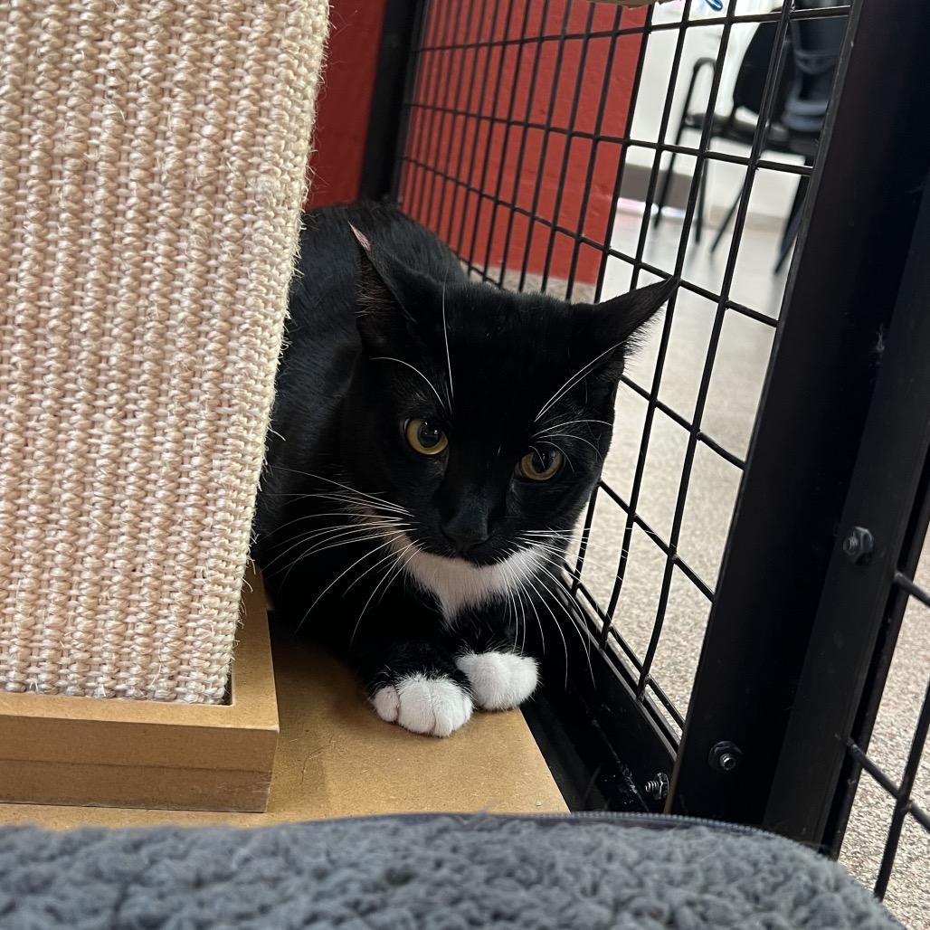 Athos, Adoptable, Young Male Domestic Short Hair.