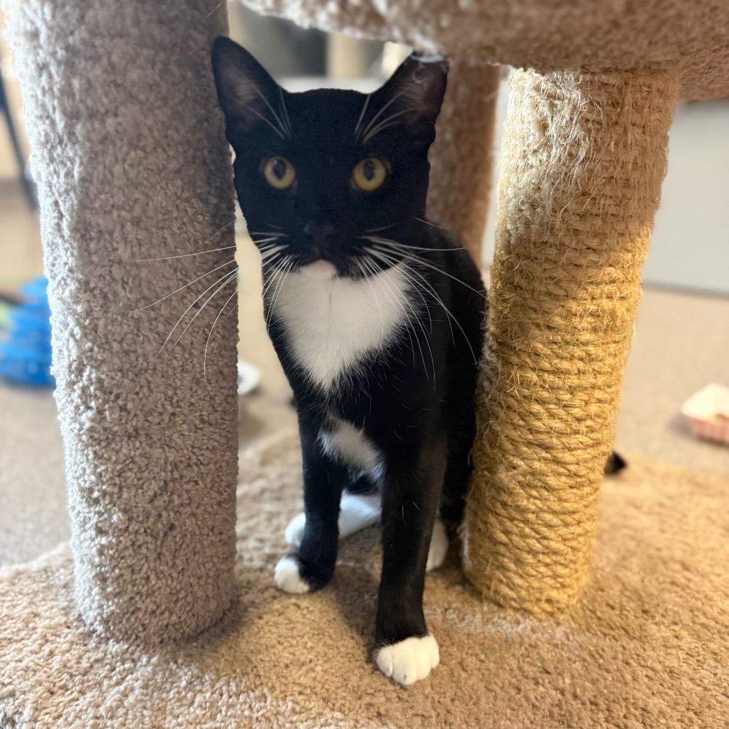 Enlarge Athos, a Adoptable Domestic Short Hair in Sarasota, FL image 2/6