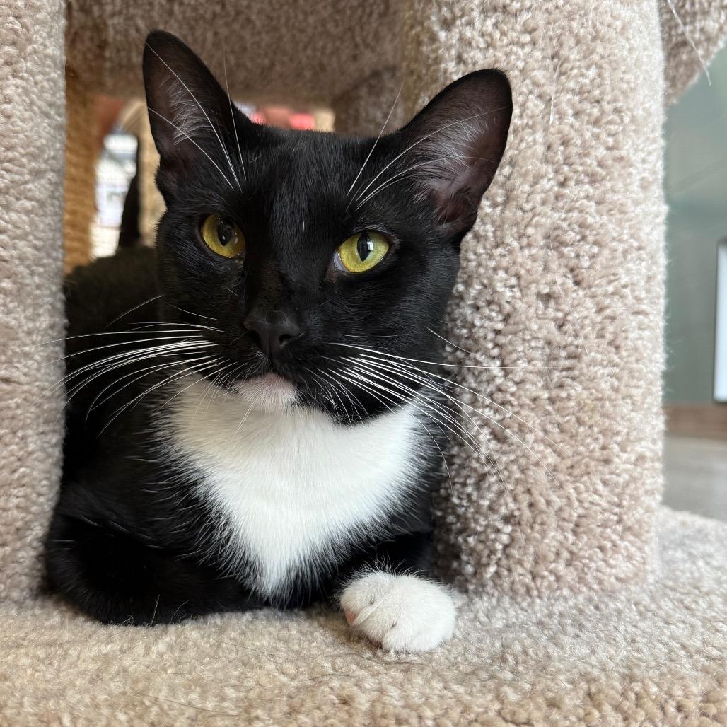 Enlarge Athos, a Adoptable Domestic Short Hair in Sarasota, FL image 3/6