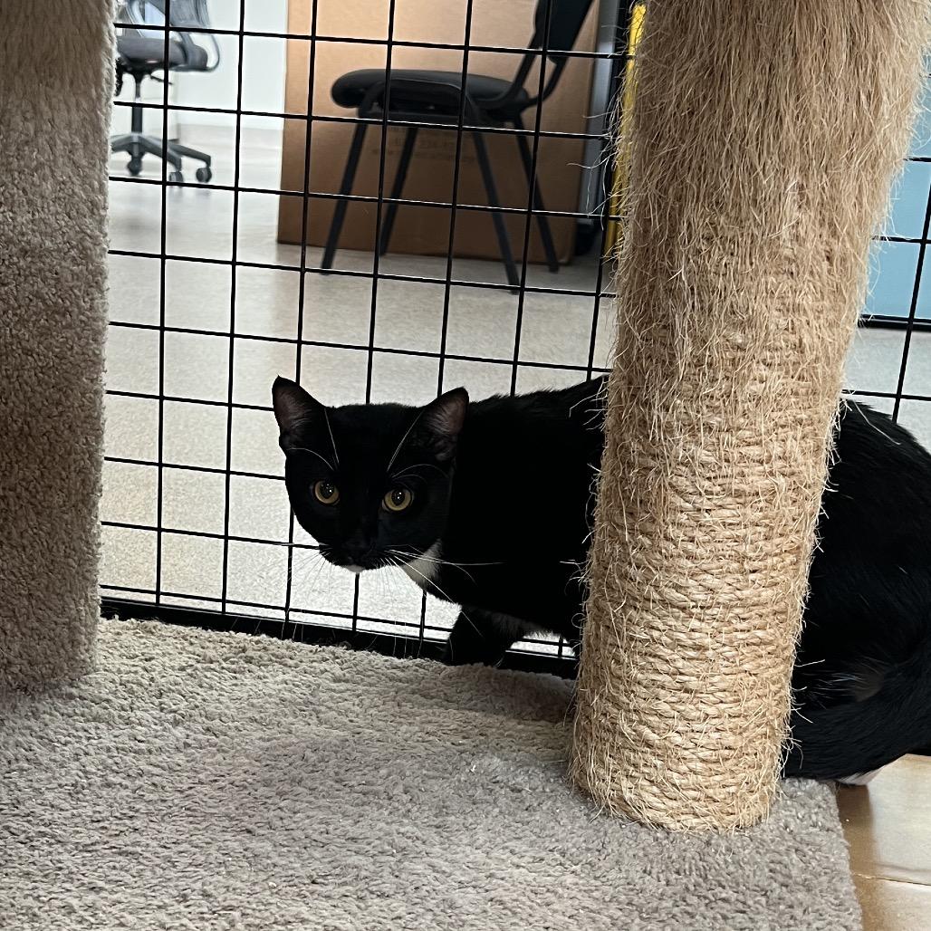 Enlarge Athos, a Adoptable Domestic Short Hair in Sarasota, FL image 2/3