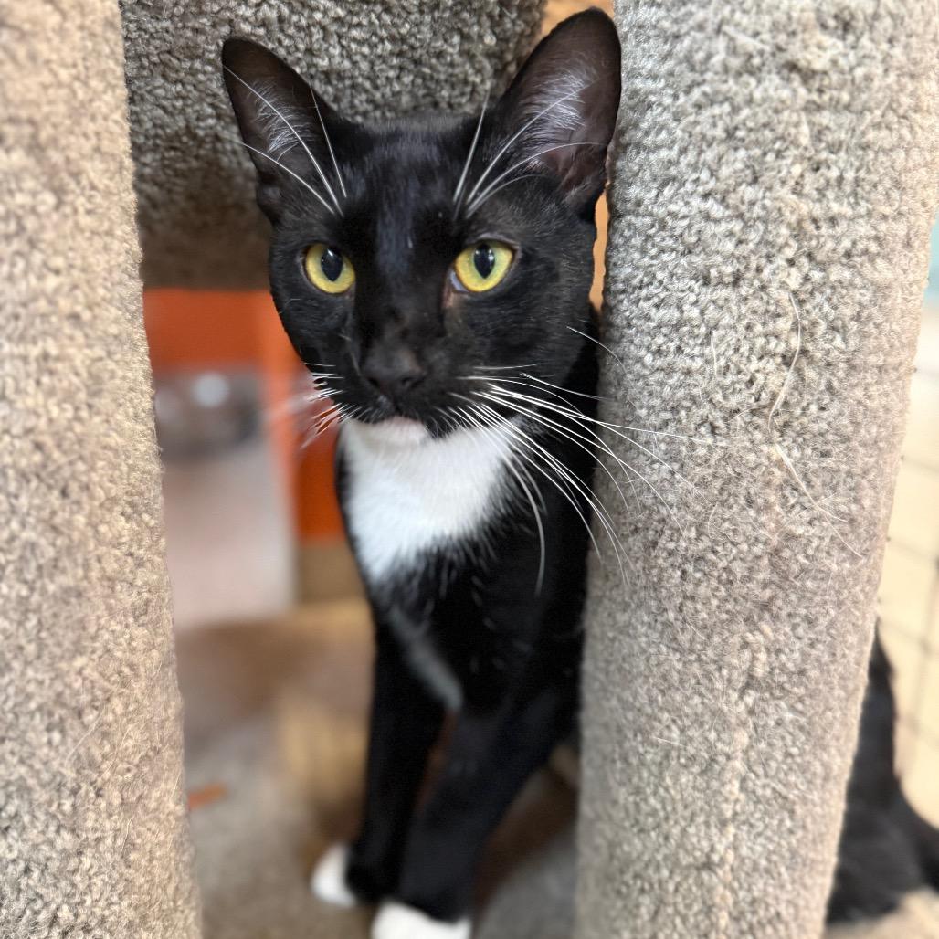 Enlarge Athos, a Adoptable Domestic Short Hair in Sarasota, FL image 5/6