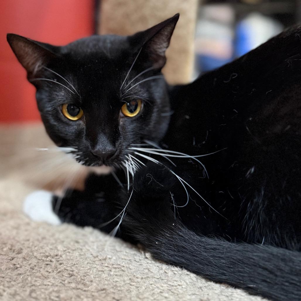 Enlarge Athos, a Adoptable Domestic Short Hair in Sarasota, FL image 3/3