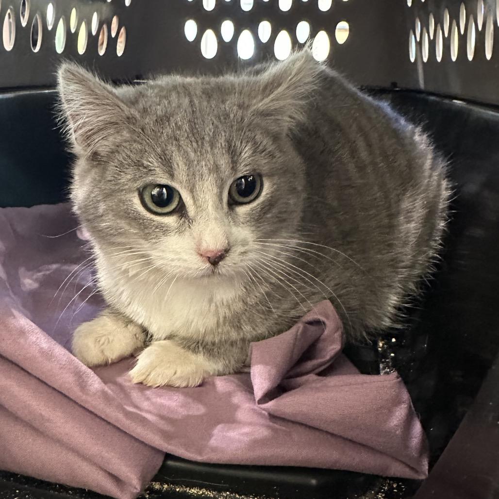 Arya — thumbnail 2