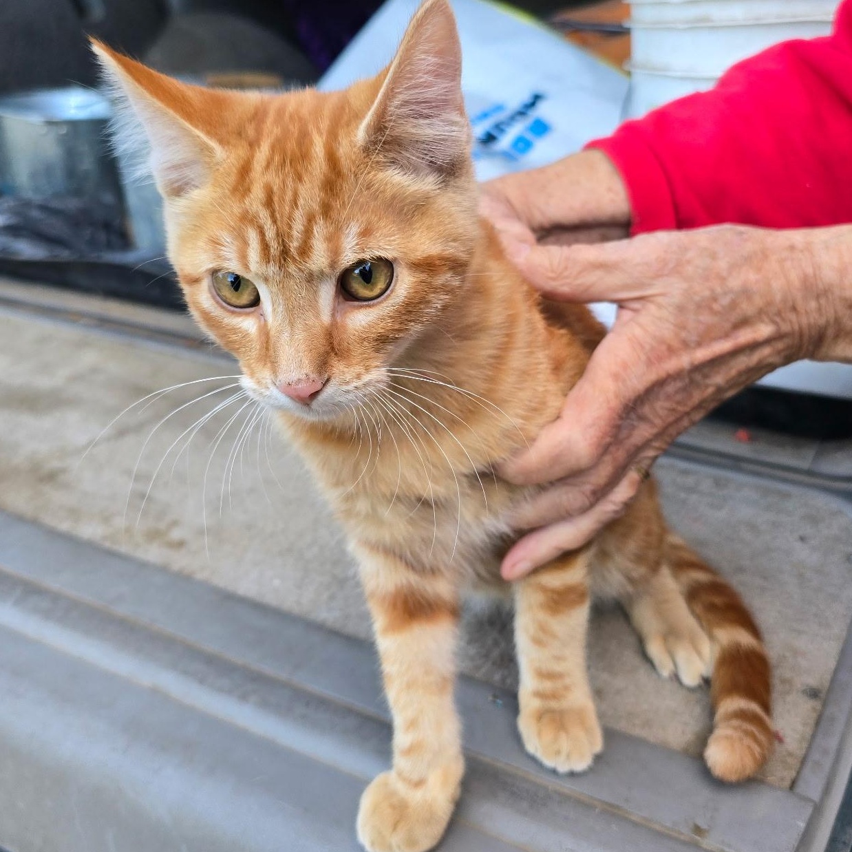 Tiger, Adopted, Kitten Male Domestic Short Hair.