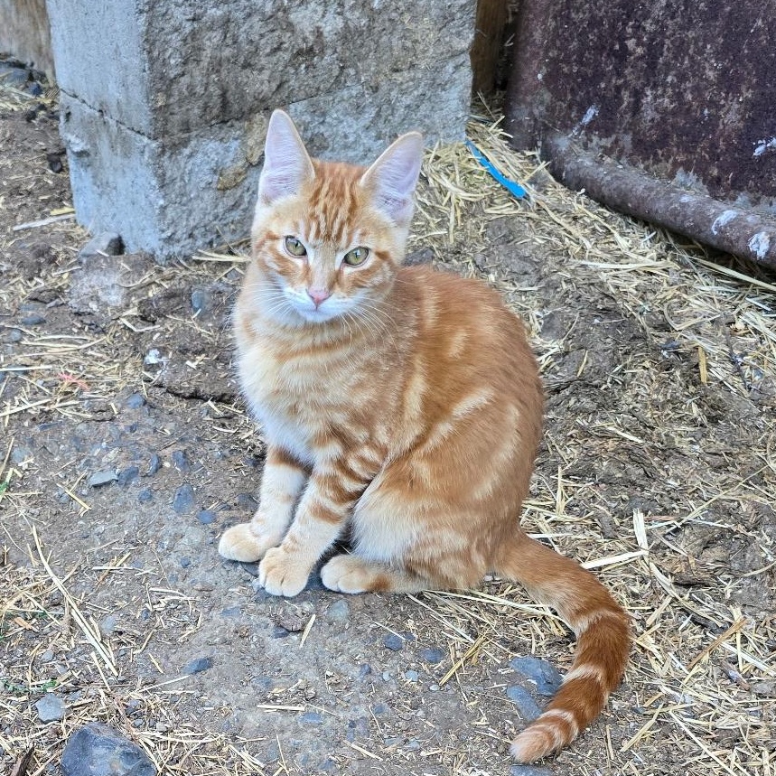 Enlarge Tiger, a Adopted Domestic Short Hair in Portland, OR image 2/3