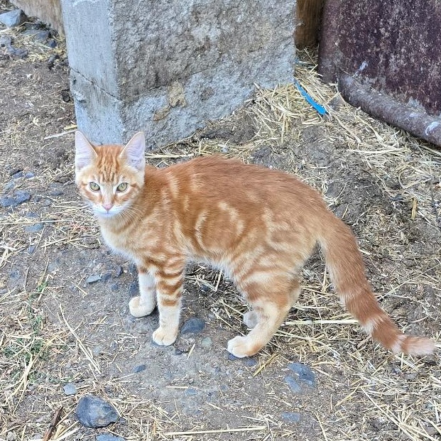 Enlarge Tiger, a Adopted Domestic Short Hair in Portland, OR image 3/3